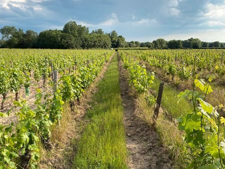 vignes aoc chinon bio