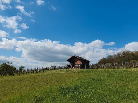 terrain avec vignes et chalet