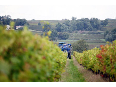 parcelles de vignes aoc côtes de bourg - 12ha - grand vin de bordeaux