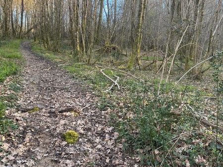 parcelle de bois zone naturelle