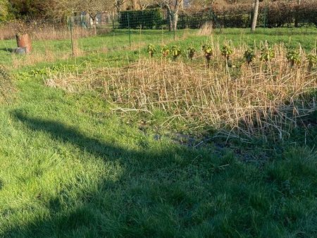 terrain-jardin potager