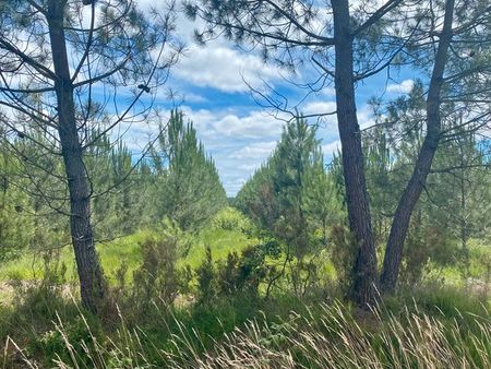 parcelle forestiere de plus de 8 5 hectares à sanguinet (40)