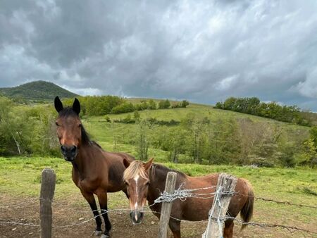 pension pour chevaux