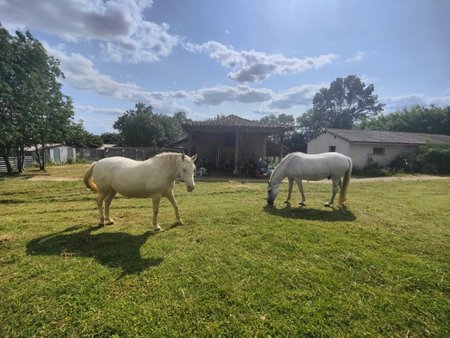 proche caussade :propriété corps de ferme de 80m² avec plusieurs dépendances  des terrains