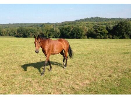 recherche champs pour chevaux