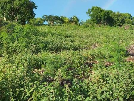 terrain bien dimensionné de 500m² à acheter à anse-bertrand