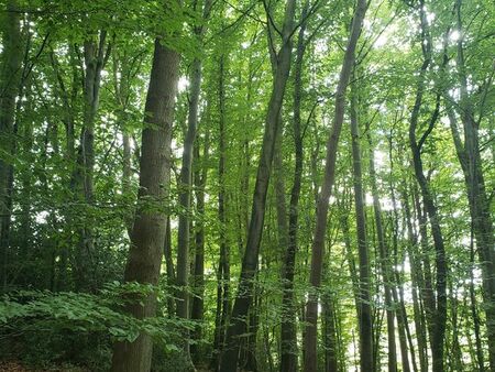 forêt / bois 3ha