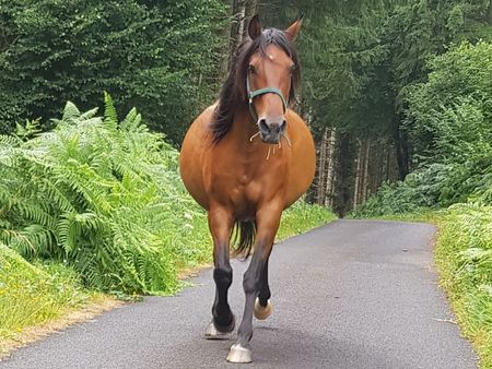 terrain prairie pour chevaux