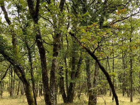 3 5 ha de bois de chênes avec prairie