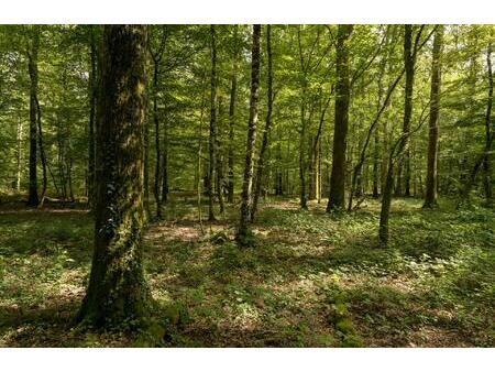 très belle propriété forêstière de 5 hectares environ en so