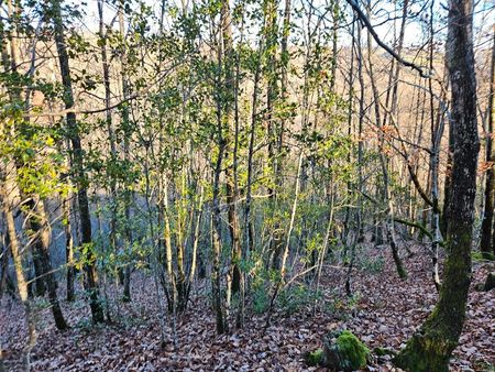 bois feuillus 4 3 hectares le nayrac 12190 aveyron nc riviere