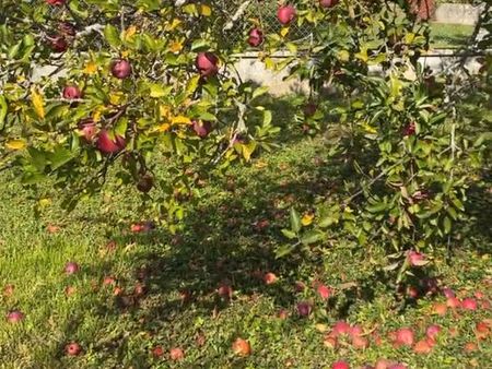 verger prunes  pommes  cerises