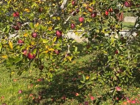 verger prunes  pommes  cerises