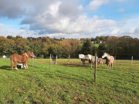 terrain agricole 5 hec prairie chevaux