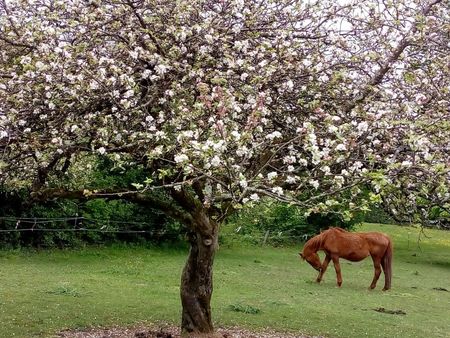 1/2 hectares de terrain avec un abris 20m2 cloture electrique  ou loisirs caravane tiny ho