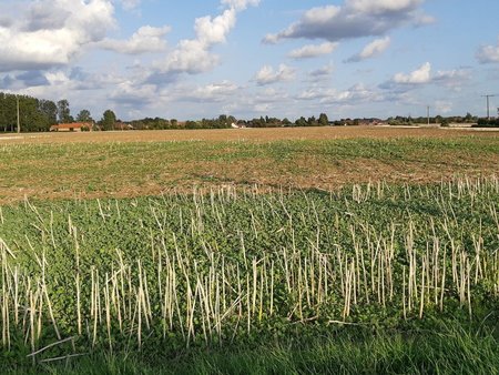 terrain à bâtir à locon (62400)