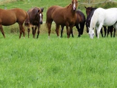 dpt vosges (88)  à vendre proche contrexeville - ferme lorraine à réhabiliter / terrain...