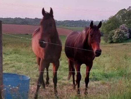 recherche herbage à l'année pour chevaux