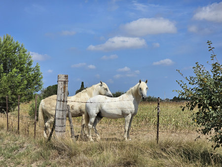 saint gilles terrain agricole