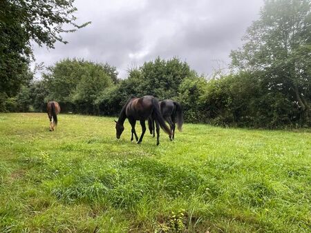 prairie à louer pour chevaux