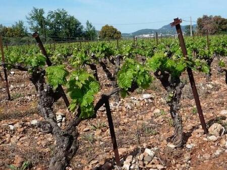 secteur pezenas - propriete viticole   23 hectares  avec maison