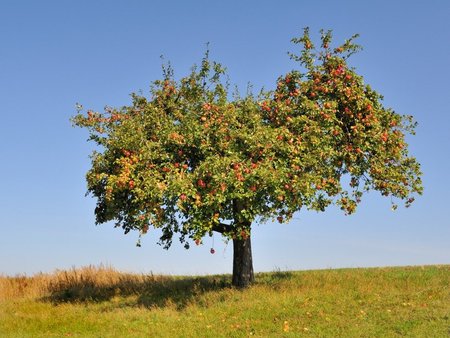 terrain à bâtir à bessancourt (95550)