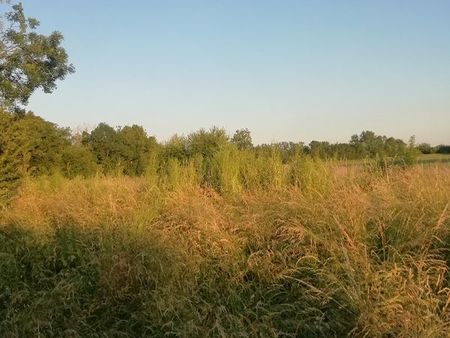 terrain pour animaux