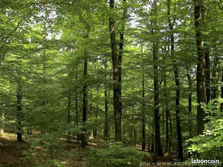 propriété forestière à puynormand