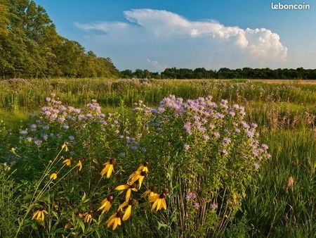 terrain 405 m² amboise