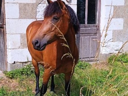 fermette équestre avec un très grand terrain