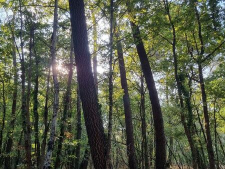 parcelle forêt 35 000m2