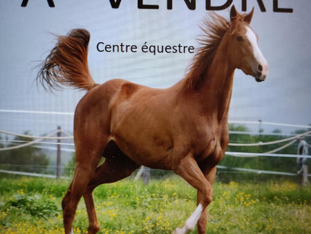 vente demeure d'exception à la baule-escoublac (44500) : à vendre / 1m² la baule-escoublac