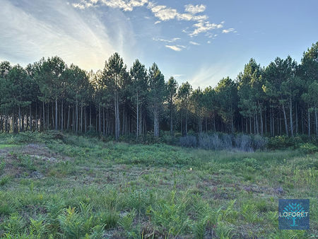 à vendre : terrain constructible de 571 m² en lotissement - proche forêt